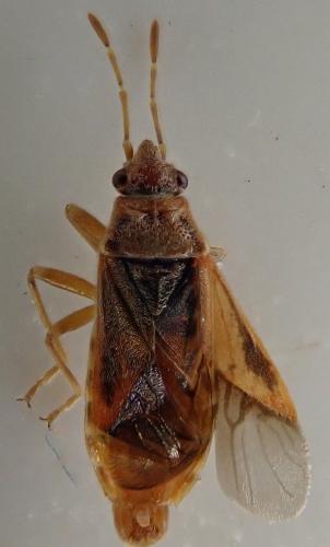Arocatus longiceps